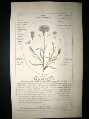 Sheldrake: 1759 Medical Botany. Corn Blue Bottle. Hand Col Print