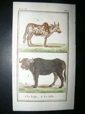 Buffon: C1780 Buffalo, Zebu Cattle, Hand Color Print