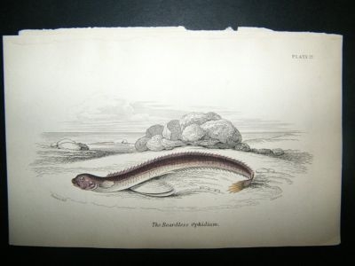 Beardless Ophidium Fish: C1840 Hand Col Print, Jardine