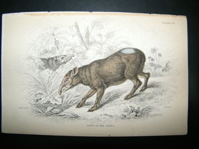 Tapir Of Andes: C1840 Hand Col Print, Jardine