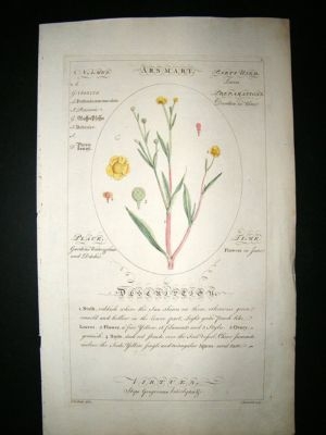 Sheldrake: 1759 Medical Botany. Arsmart. Hand Col Antique Print