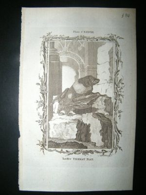 Buffon: 1785 Lesser Ternat Bat, Antique Print