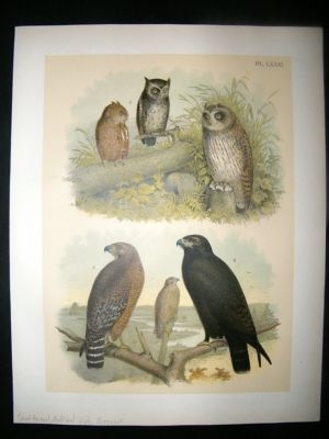 Studer 1881 Folio Bird Print. Short Eared & Mottled Owls, Buzzards
