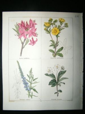 Maund C1830 Azalea, Potentilla, Speedwell, Winter-Green 136. Hand Col Botanical