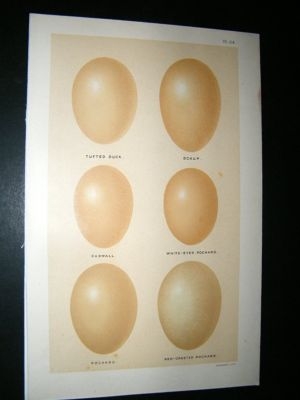 Seebohm 1896 Antique Bird Egg Print. Tufted Duck, Pocard etc