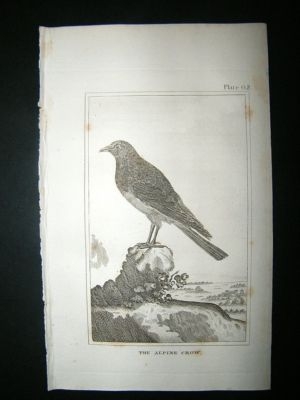 Bird Print: 1812 Alpine Crow, Buffon, Antique