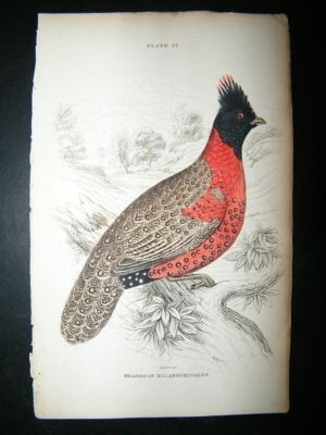 Jardine: C1840 Western Tragopan. Hand Col Bird Print