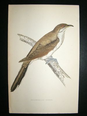 Bird Print: 1867 Yellow Billed Cuckoo, Morris, hand coloured