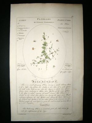 Sheldrake: 1759 Medical Botany. Fluellen or Female Speedwell. Hand Col