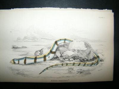 Banded Ophisurus Fish: C1840 Hand Col Print, Jardine