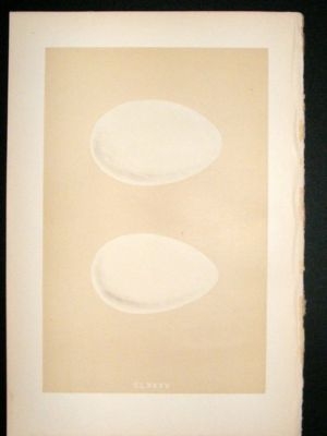 Bird Egg Print 1875 Bernacle Goose, Morris Hand Col