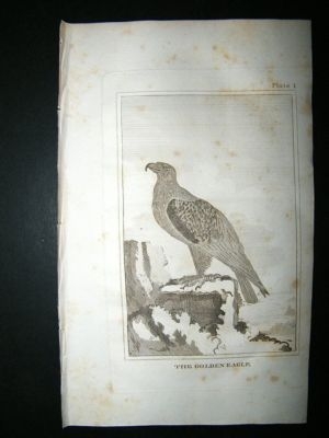 Bird Print: 1812 Golden Eagle, Buffon