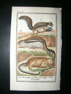 Buffon: C1780 Squirrel, Ant Eater, Hand Color Print