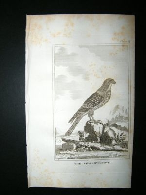 Bird Print: 1812 Sparrow Hawk, Buffon