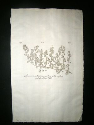 Dillenius 1774 Folio Botanical Print. Anonis Maritima 2