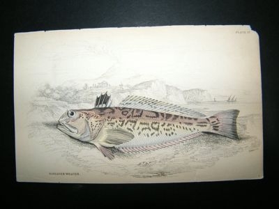 Radiated weaver Fish: C1840 Hand Col Print, Jardine