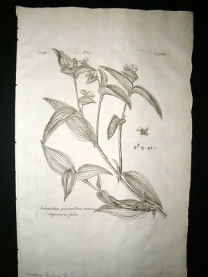 Dillenius 1774 Folio Botanical Print. Commelina Dayflow