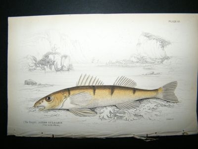 Zingel Fish: C1840 Hand Col Print, Jardine