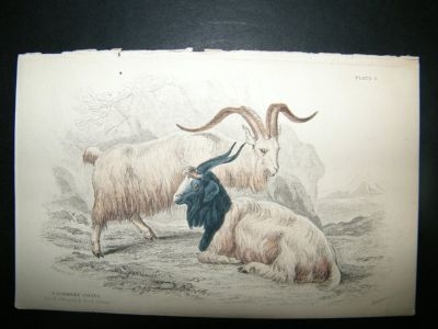 Kashmir Goats, India: C1840 Hand Col Print, Jardine