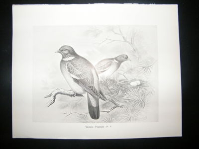 Bird Print: 1898 Wood Pigeon, Frohawk