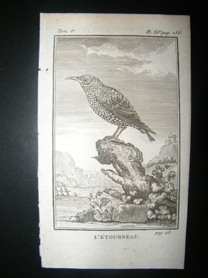 Bird Print: 1775 Starling, Buffon Copper Plate