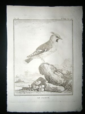 Bird Print: C1775 Waxwing, Buffon Copper Plate