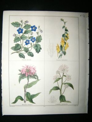 Maund C1830 Clammy, Eutoca, Dalmatian Toad Flax, Red-Wood 143. Hand Col Botanica