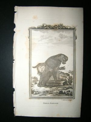 Monkey Print: 1812 Small Baboon, Buffon