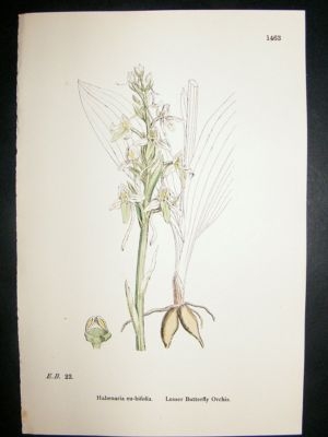 Botanical Print 1899 Lesser Butterfly Orchis Orchid, So