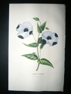 Botanical Print: 1845 Torenia Asiatica. Hand Col