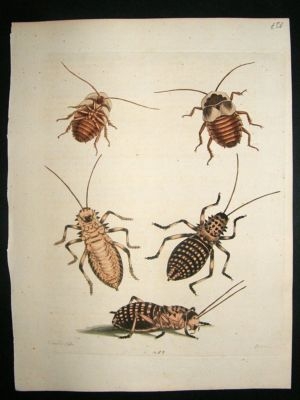 George Edwards: C1750 Cockroach & Whistle Insects