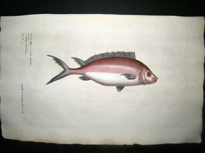 Willughby & Ray 1686 Folio Hand Col Fish Print. Red Eye. Willoughby. Antique