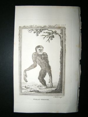 Monkey Print: 1812 Great Gibbon, Buffon