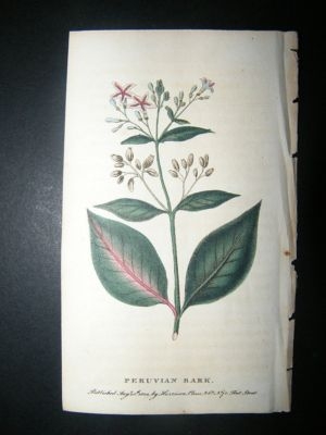 Botanical Print: 1800 Peruvian Bark, Hand Coloured