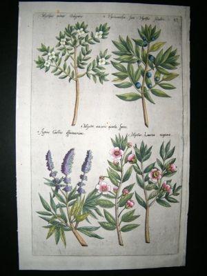 Sweert C1630 Folio Hand Col Botanical Print, Myrtus