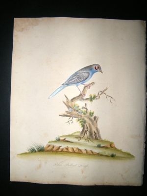 William Hayes: 1817 Blue Bellied Finch, Hand Col Bird