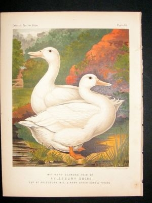 Bird Poultry Print: 1874 Aylesbury Ducks, Ludlow