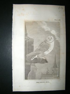 Bird Print: 1812 White Owl, Buffon, Antique