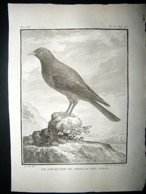 Bird Print: C1775 Alpine Chough, Buffon Copper Plate
