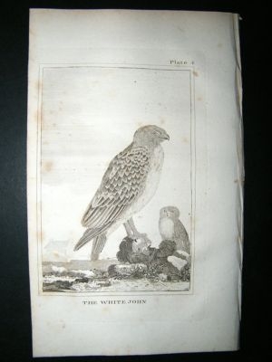 Bird Print: 1812 White John, Buffon