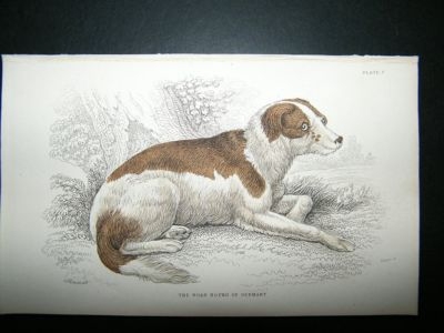 Jardine: 1854 German Boar Hound Dog, Hand Col Print