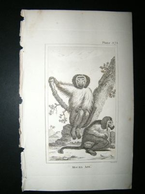 Monkey Print: 1812 Mocha Ape, Buffon