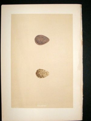 Bird Egg Print 1875 Broad Billed Sandpiper Hand Col