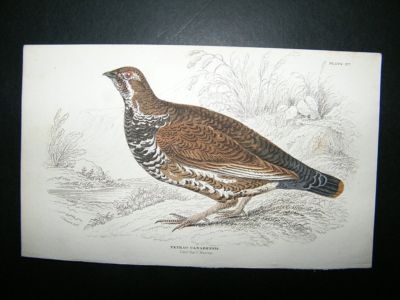 Bird Print: 1834 Canadian Grouse, Jardine Hand Col
