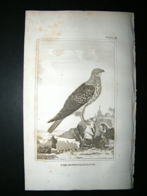 Bird Print: 1812 Ring Tailed falcon, Buffon