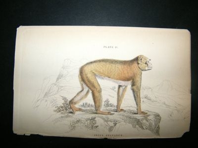 Inuus Sylvanus Monkey: C1840 Hand Col Print, Jardine