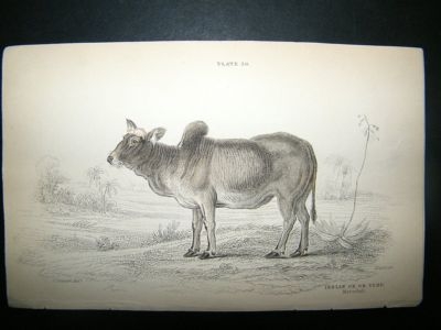 Cattle Indian Ox Or Zebr: C1840 Hand Col Print, Jardine