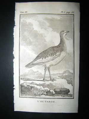 Bird Print: 1772 Bustard, Buffon Copper Plate