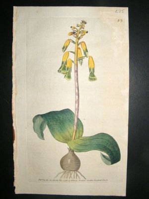 Botanical Print 1789 Three-Coloured Lachenalia #82, Cur