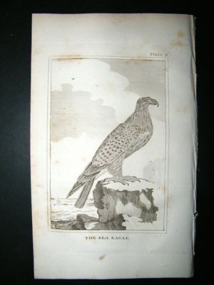 Bird Print: 1812 Sea Eagle, Buffon